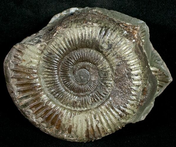 Pyritized Dactylioceras Ammonite - UK #10549